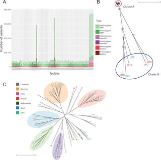  Identification of novel isolates of C. tropicalis.