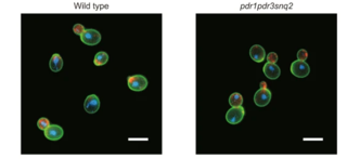 Yeast cells. 