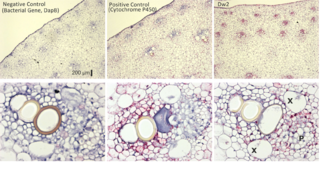 Dw2 expression in cell wall