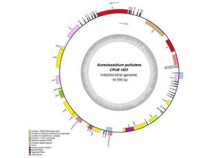 Schematic representation of the mitochondrial genome of A. pullulans CRUB 1823