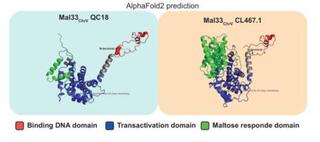 Predicted 3D 38 structure of the Mal33ChrV activator protein from QC18 and CL467.1 backgrounds.