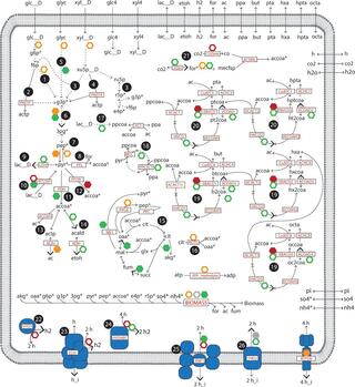 Summary of metabolic networks in iFermCell215.