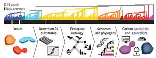 comprehensive initiative capturing genomic, metabolic, and ecological diversity among 1154 yeasts of the fungal subphylum Saccharomycotina.