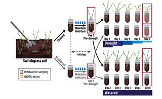 The experimental design used in the greenhouse study.