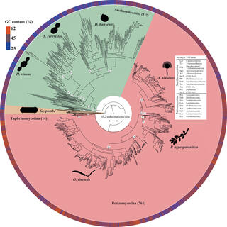 Maximum likelihood phylogeny of 1107 taxa in the fungal phylum Ascomycota.
