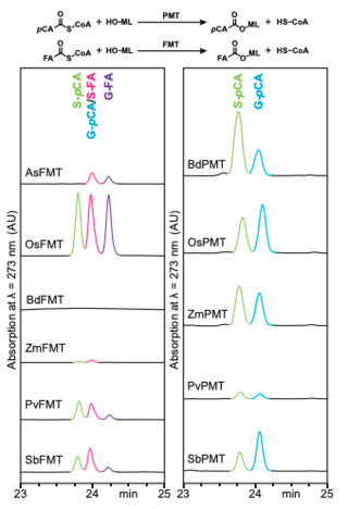 Results of feruloyl-CoA monolignol transferase (FMT) and p-coumaroyl-CoA monolignol transferase (PMT) competition enzyme assays.