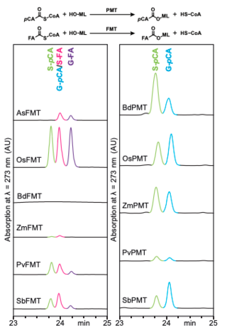 Results of feruloyl-CoA monolignol transferase (FMT) and p-coumaroyl-CoA monolignol transferase (PMT) competition enzyme assays. 