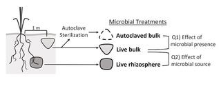 Experimental design showing A) three microbial treatments that were used to evaluate the effect of (Q1) microbial community presence and (Q2) microbial source (the soil microhabitat from which it originates) on B) switchgrass germination, switchgrass growth, and changes in soil bacterial communities.