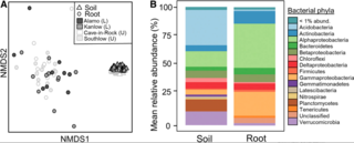 Variation in cultivar and ecotype