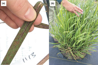 Rust infection in switchgrass. 