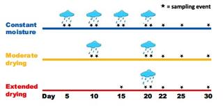 Conceptual diagram illustrating the wetting (rain clouds) and sampling events (asterisks) for the rainfall frequency experiment conducted from mid-June to mid-July 2019. 