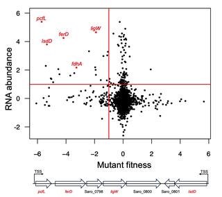 Genome-wide screens identify candidate genes for DC-A catabolism.