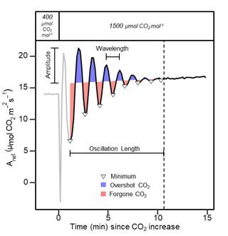 Schematic representation of the indices used to quantify the oscillatory behavior of net CO2 assimilation (𝐴) after and abrupt increase in CO2 concentration