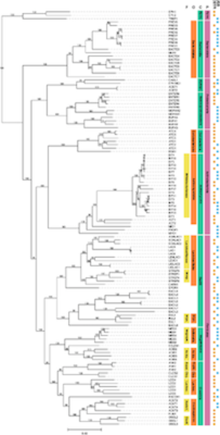 Phylogenic tree of dRep representative bacterial MAGs 
