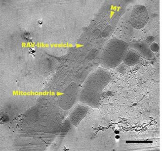 Montage cryo-tomogram of D. melanogaster neuron cell