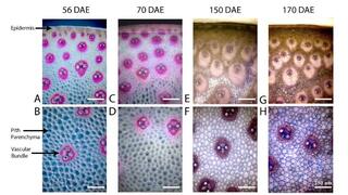 Developmental changes in bioenergy sorghum stem anatomy and lignin staining