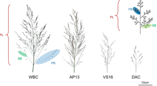 Representative panicles of switchgrass from the four grandparents.