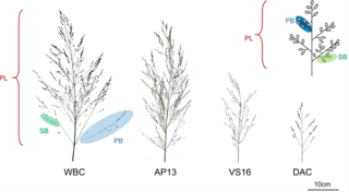 Representative panicles of switchgrass from the four grandparents. 