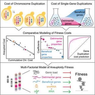 Graphical abstract