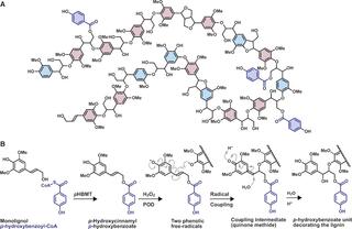 Model of a p-hydroxybenzoylated lignin.