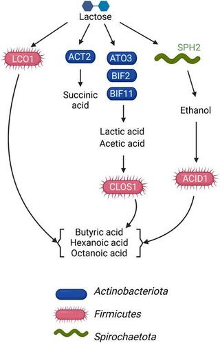 Model of metabolic networks in the microbial community established in the UFMP-fed bioreactor