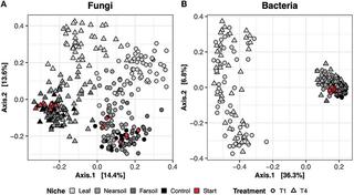 Principal Coordinate Analysis (PCoA) based on Bray-Curtis dissimilarity matrices of fungal (A) and bacterial (B) communities.