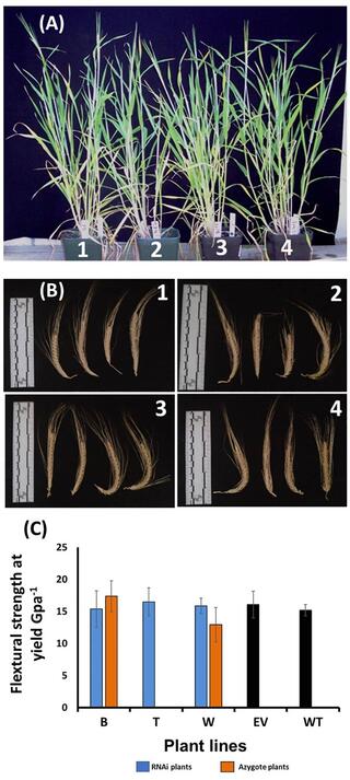 Phenotypic characterization of the HvF5H1-RNAi lines and controls from the T2 generation; (A) plant stature and (B) spikes at harvest time (C) mechanical strength of the second and fourth internodes sampled from main tillers of the ripe senesced straw