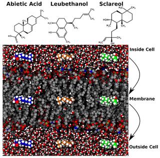 Schematic of three representative diterpenes moving across the cell membrane