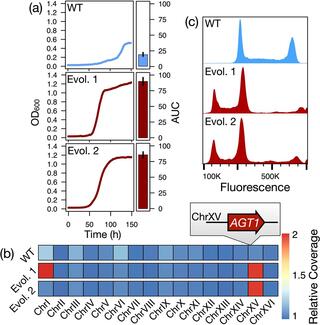 Phenotypic and karyotypic evolution of S. eubayanus isolates