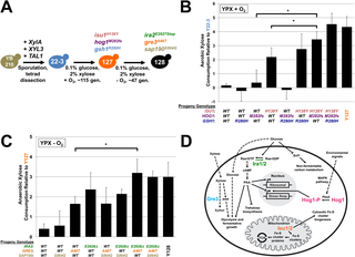 Fig 1. Mutations in ISU1, HOG1, GRE3 and IRA2 co-segregate with the evolved xylose metabolism phenotypes.