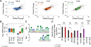 Fig 1. Response to anaerobiosis in xylose-grown cells