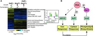 Genes uniquely expressed in the bcy1Δ strain implicate an integrated response to xylose metabolism and growth coupling