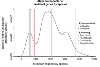 Density plot displaying median number of genes by species of Alphaproteobacteria (black line).