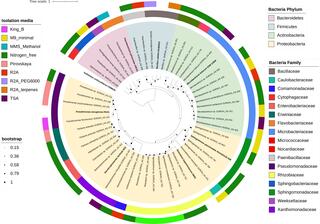 Phylogenetic diversity of the bacterial collection cultivated from sorghum aerial root mucilage