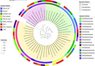 Phylogenetic diversity of the bacterial collection cultivated from sorghum epicuticular wax.