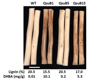 QsuB protein abundance in the xylem from intermediate stems of QsuB poplar lines