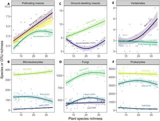Plant species richness predicts richness of other groups