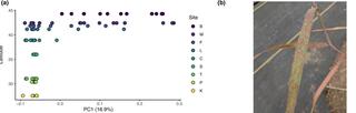 Puccinia novopanici leaf rust population genetics across nine sites.