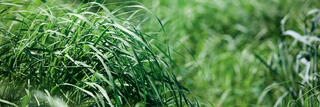 Arlington Switchgrass hero image