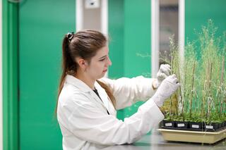 A woman in a white lab coat and rubber gloves stands in a green room, adjusting a tray of plants