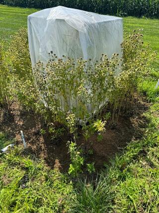 A flowering prairie plant plot enclosed in a white plastic mesh exclosure structure in a field experiment, with a soil moisture sensor visible at the base