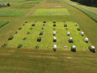 Aerial drone view of a field experiment showing a grid of plant plots at various growth stages, with several plots enclosed in white mesh or fabric exclosure structures, surrounded by mown grass and adjacent crop fields.