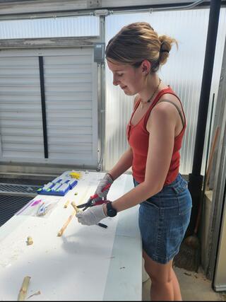 A girl stands at a plastic table cutting biomass with a pair of scissors