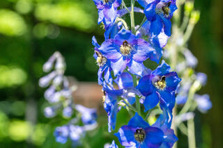 a blue flower
