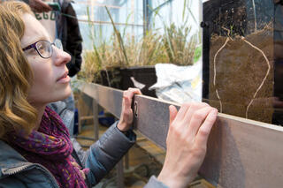 Ashley Shade examines roots and stems and leaves