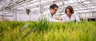 Researchers looking at plants in greenhouse