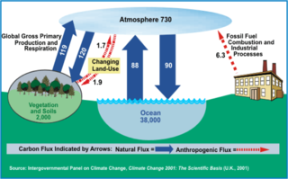 Carbon Pools and Fluxes