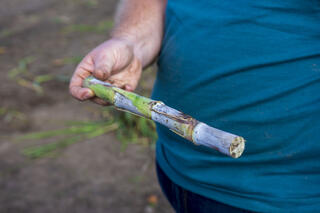 Closeup of a hand holding a short length of plant stalk