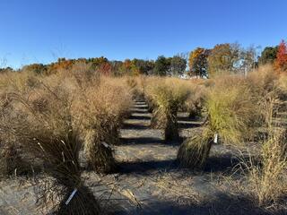 bundles of brown grass arranged in a matrix. trees and sky are visible in the background