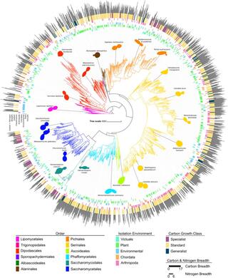 Circular tree diagram showing lineage of 12 orders of yeasts